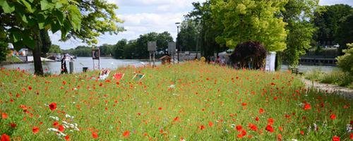 Biodiversité-Joinville